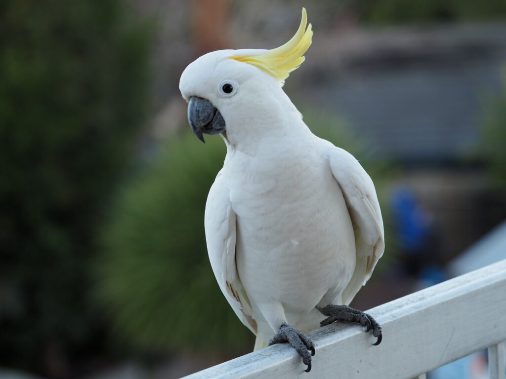 white bird on black metal bar