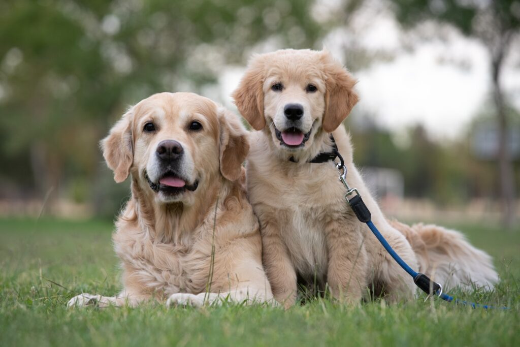 golden retriever puppy on green grass field during daytime