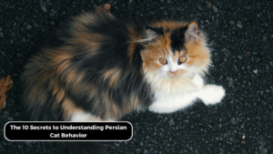 The 10 Secrets to Understanding Persian Cat Behavior