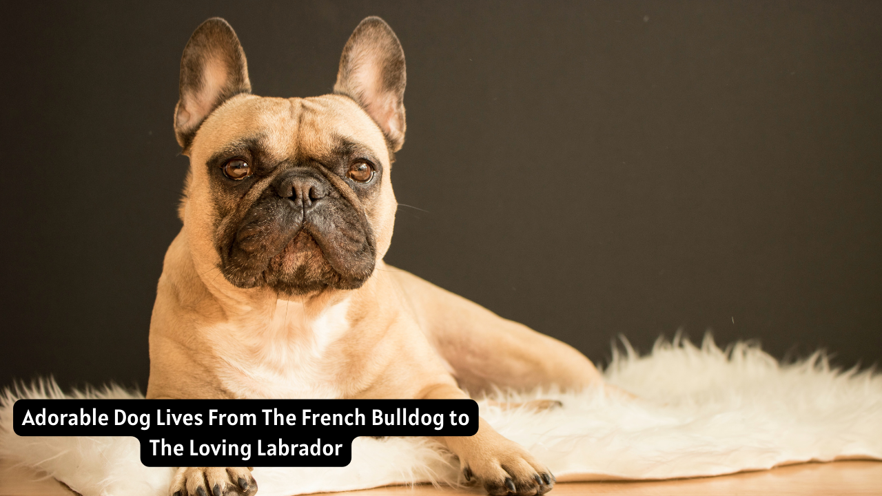 Adorable Dog Lives From The French Bulldog to The Loving Labrador