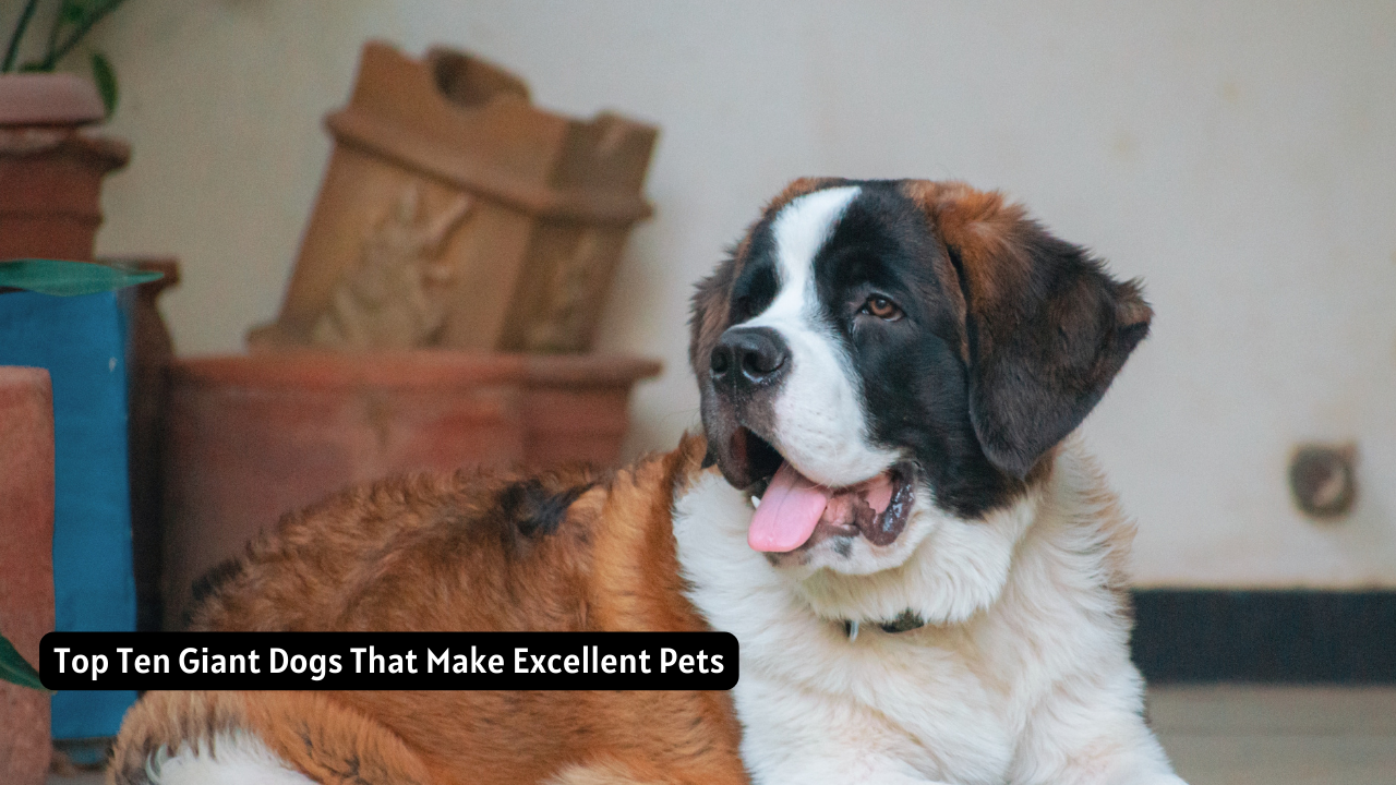 Top Ten Giant Dogs That Make Excellent Pets