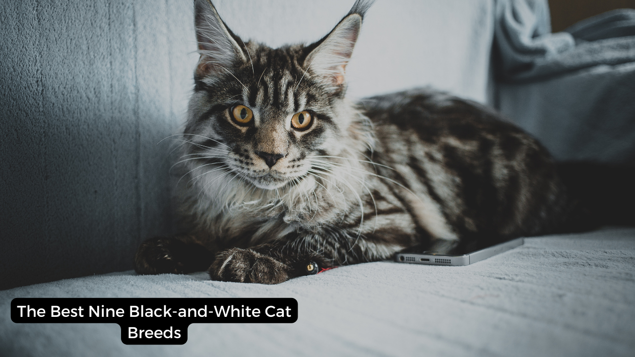 The Best Nine Black-and-White Cat Breeds