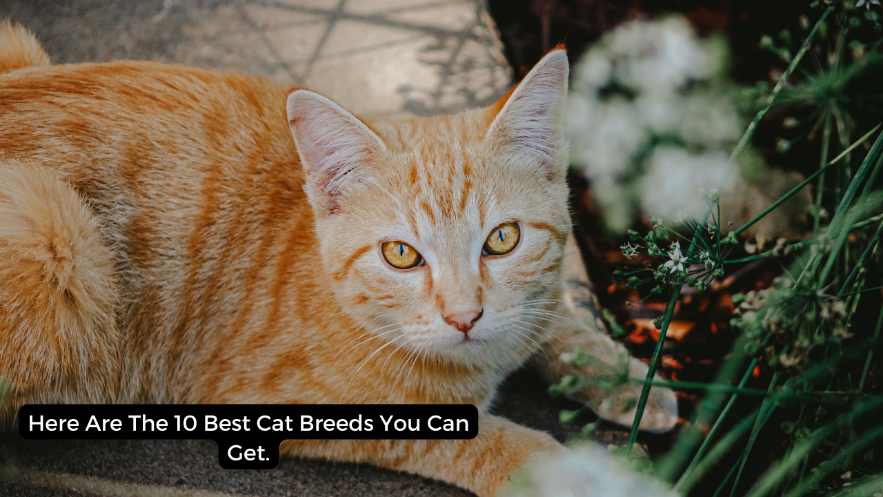 Here Are The 10 Best Cat Breeds You Can Get.