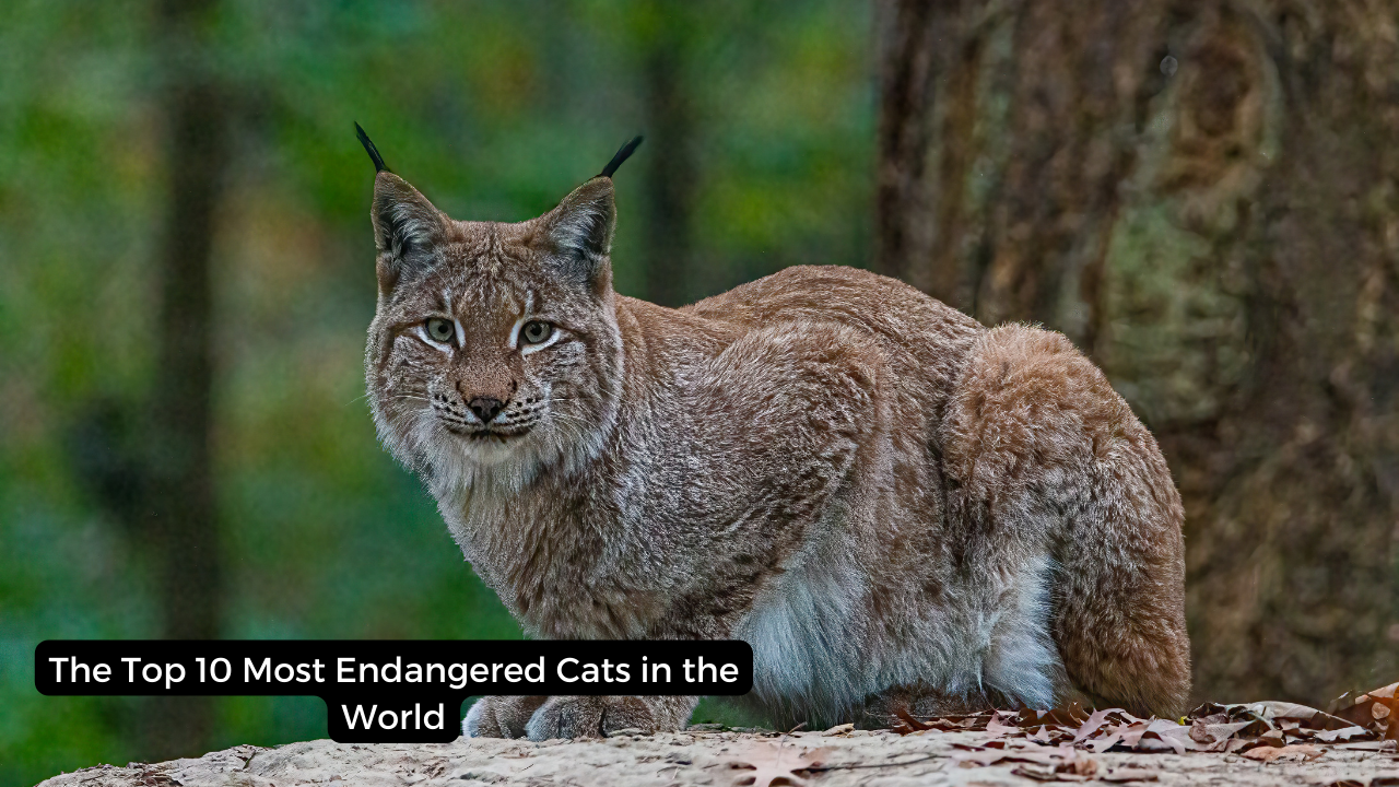 The Top 10 Most Endangered Cats in the World