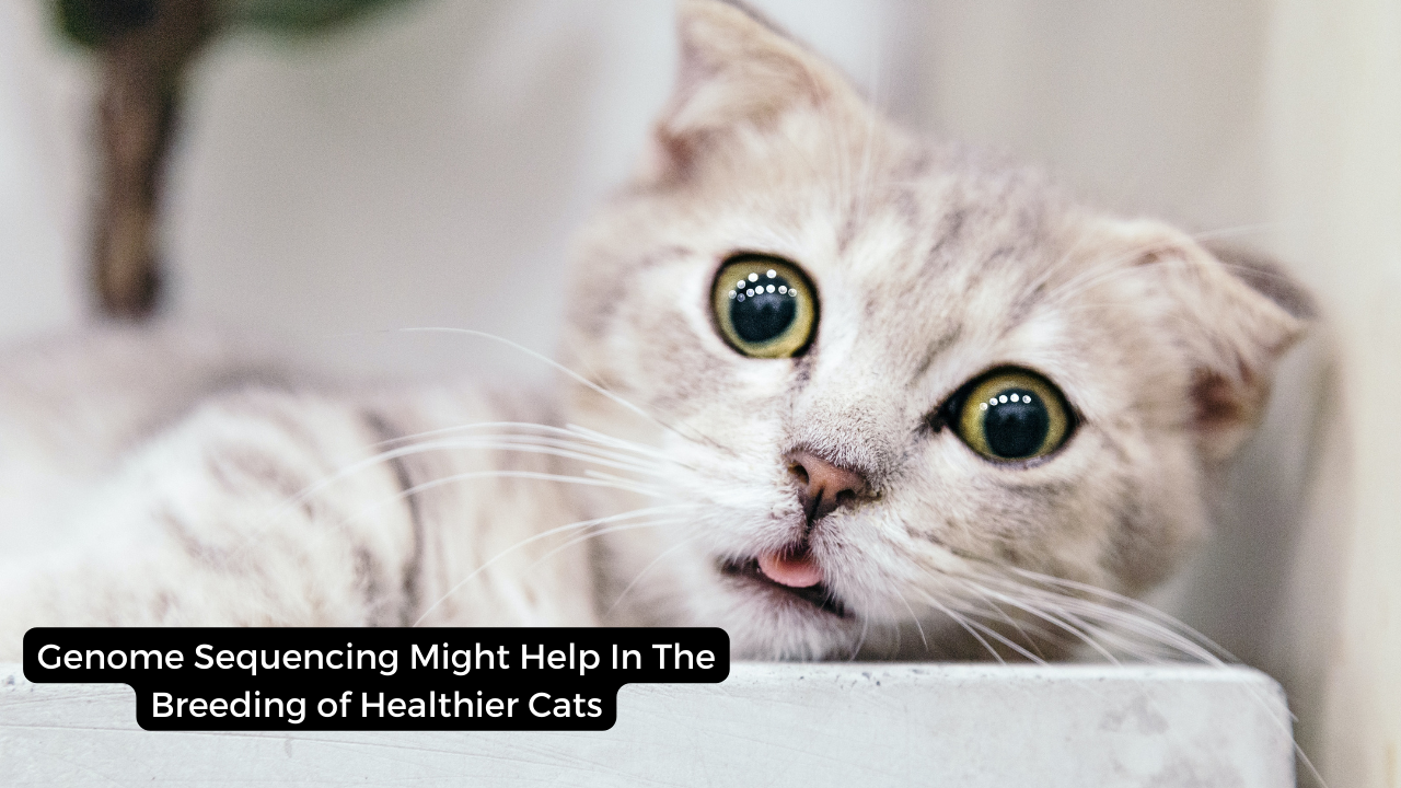 Genome Sequencing Might Help In The Breeding of Healthier Cats