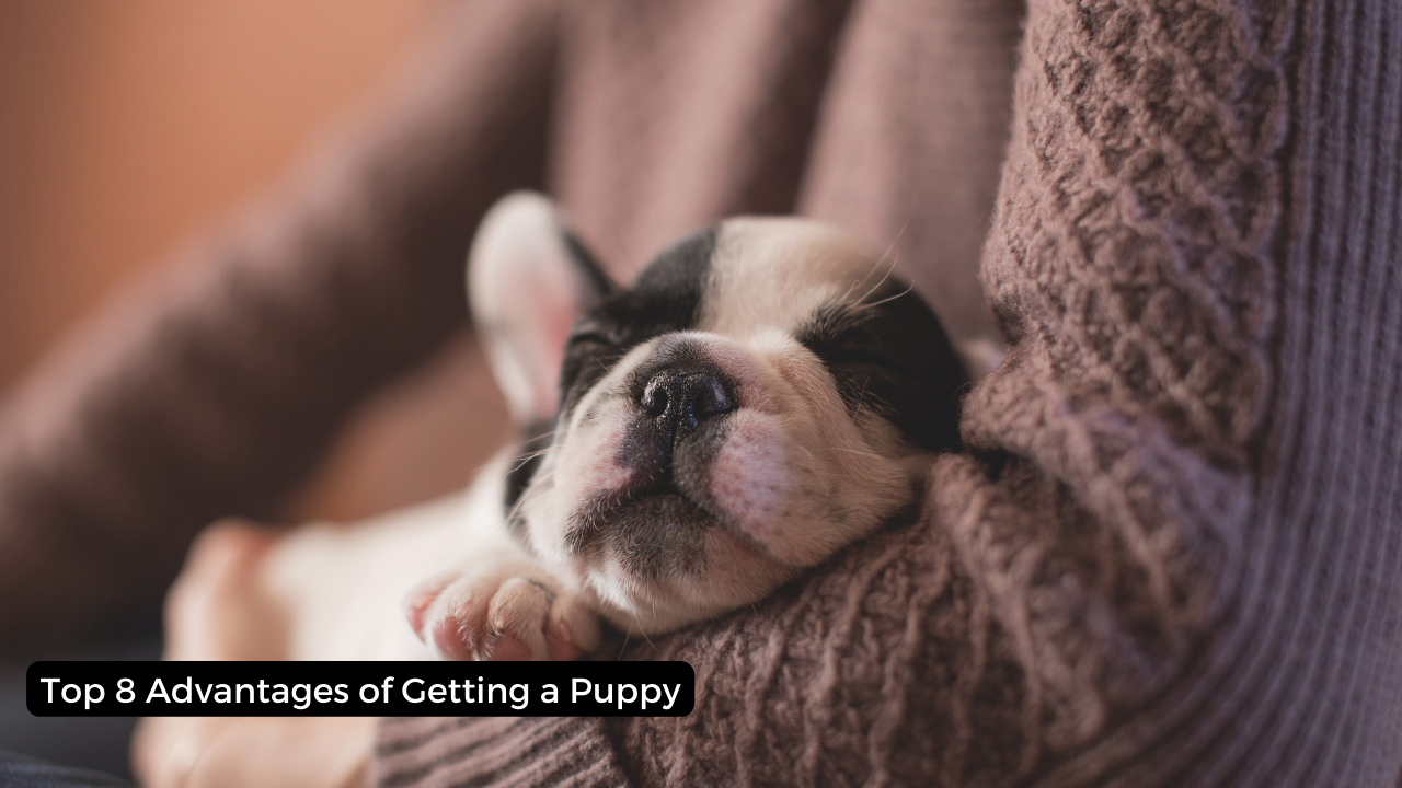 Top 8 Advantages of Getting a Puppy