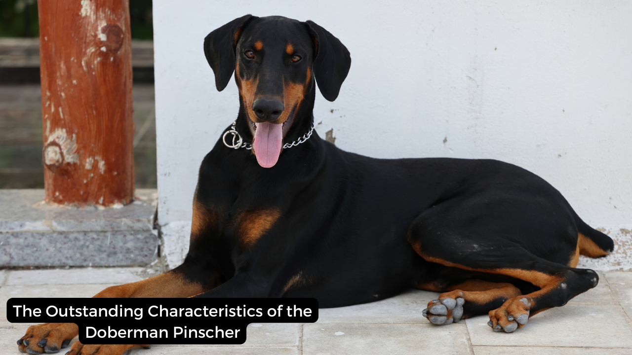 The Outstanding Characteristics of the Doberman Pinscher