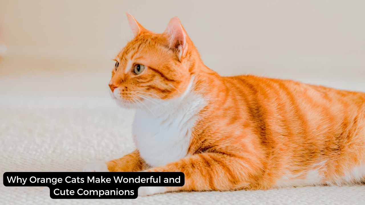 Why Orange Cats Make Wonderful and Cute Companions