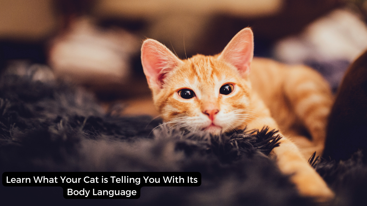 Learn What Your Cat is Telling You With Its Body Language