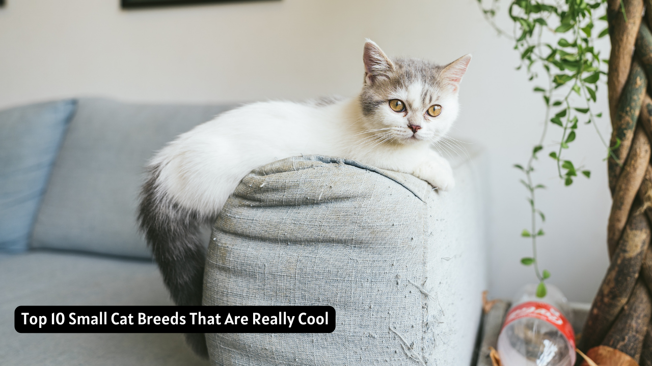 Top 10 Small Cat Breeds That Are Really Cool