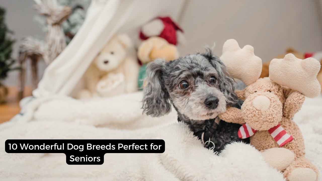 10 Wonderful Dog Breeds Perfect for Seniors