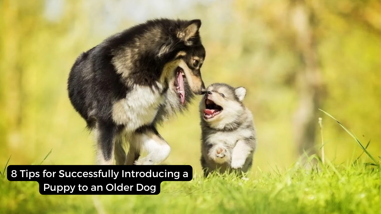 8 Tips for Successfully Introducing a Puppy to an Older Dog