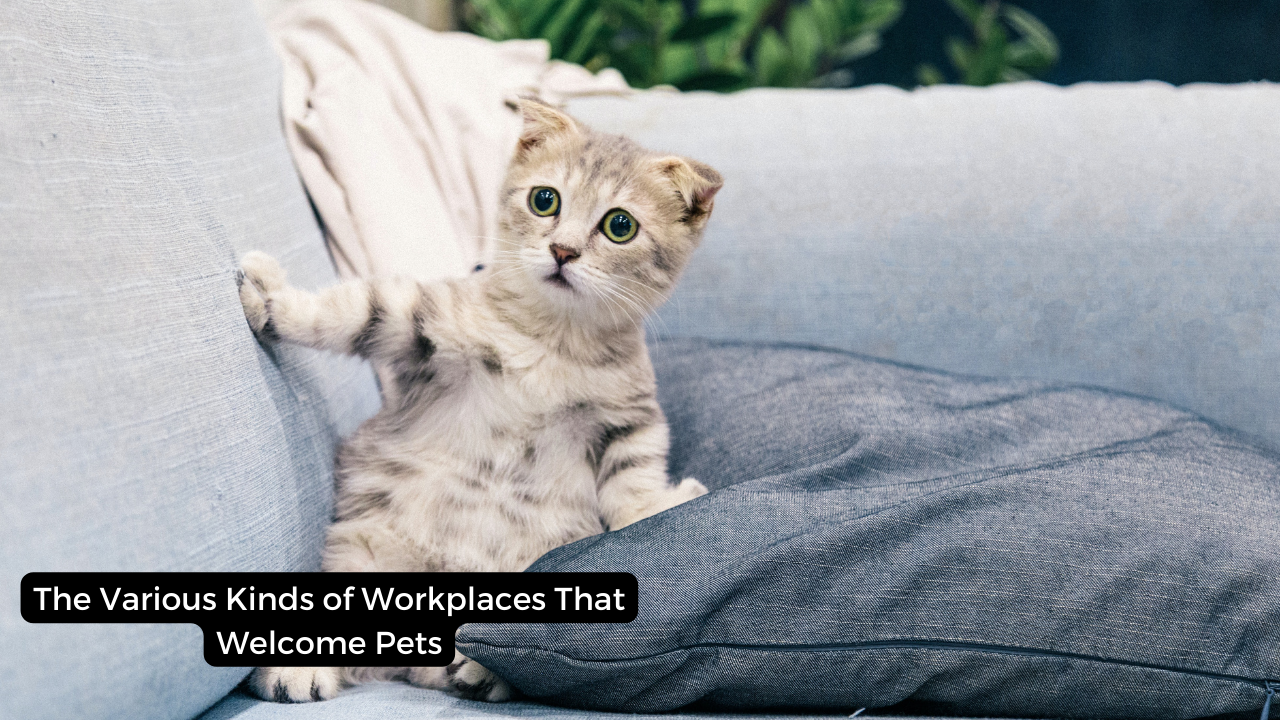 The Various Kinds of Workplaces That Welcome Pets