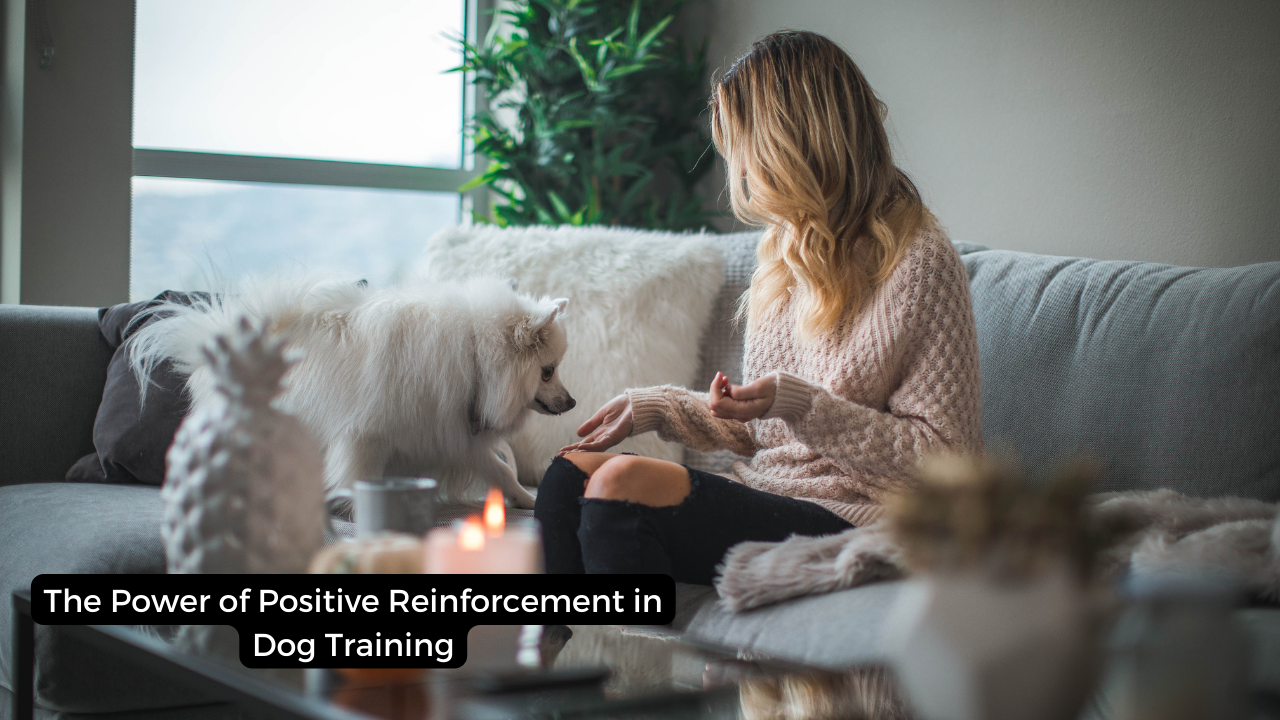 The Power of Positive Reinforcement in Dog Training