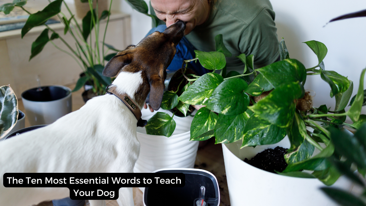 The Ten Most Essential Words to Teach Your Dog