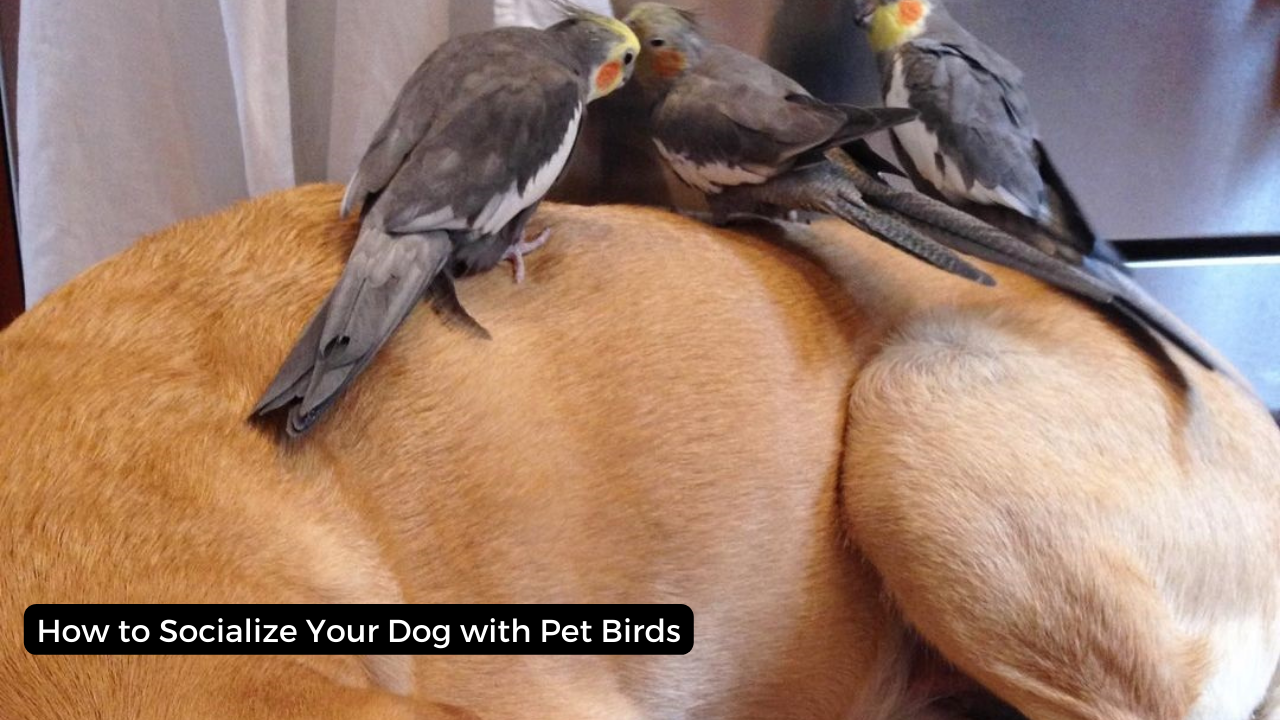 How to Socialize Your Dog with Pet Birds