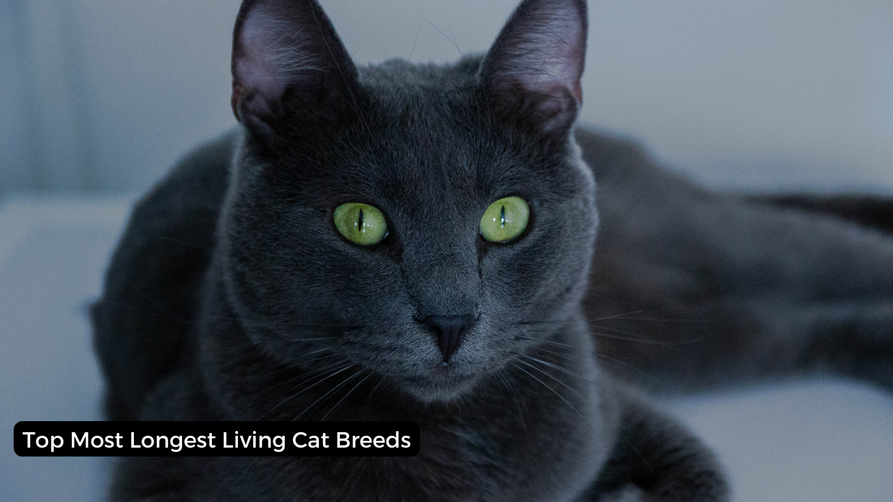 Top Most Longest Living Cat Breeds