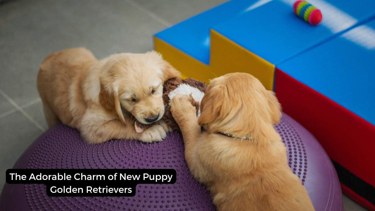 The Adorable Charm of New Puppy Golden Retrievers