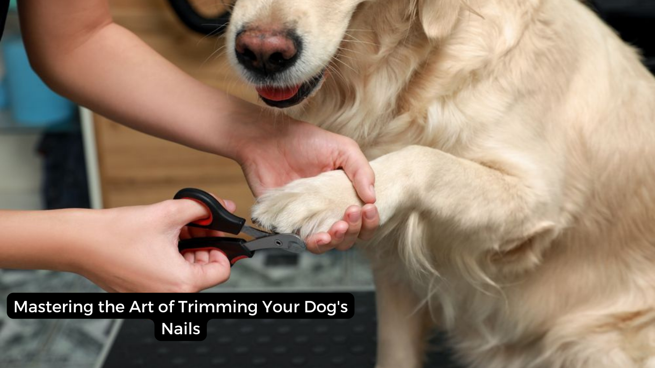 Mastering the Art of Trimming Your Dog's Nails