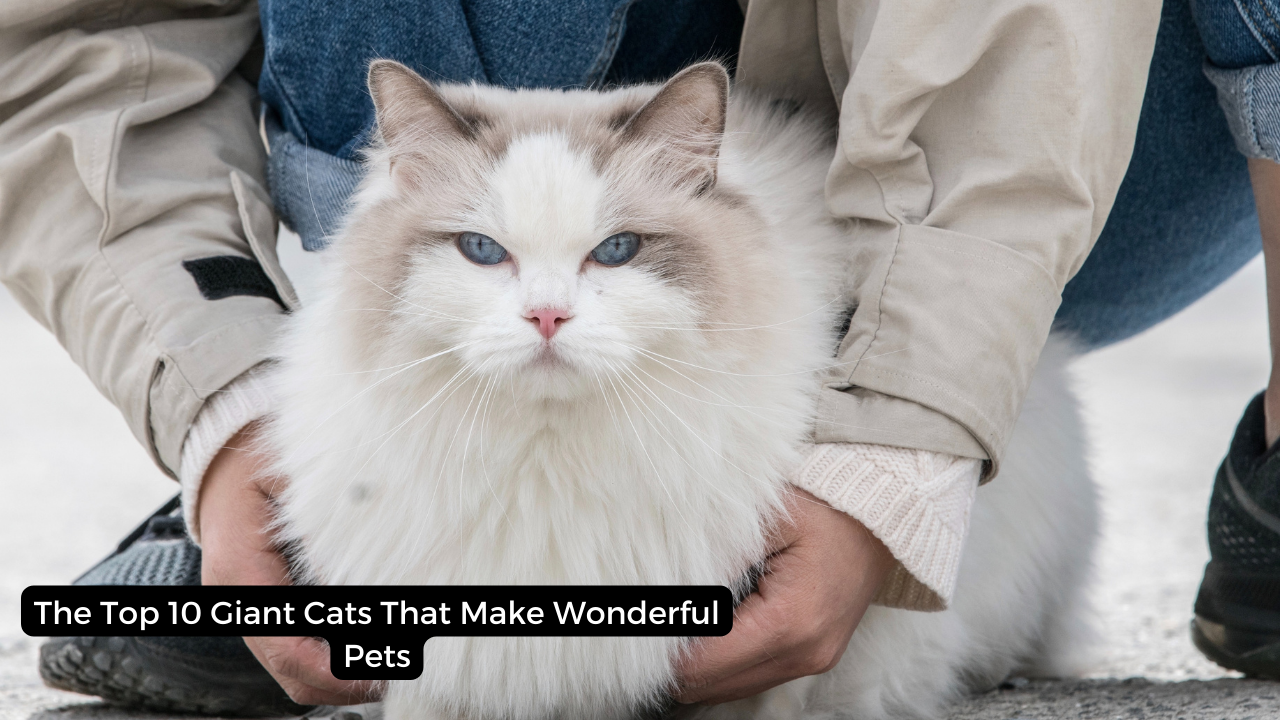 The Top 10 Giant Cats That Make Wonderful Pets