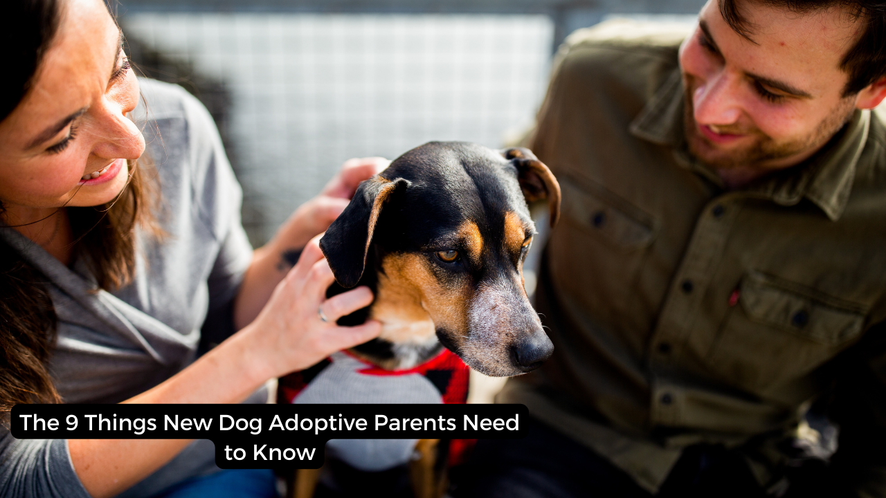 The 9 Things New Dog Adoptive Parents Need to Know