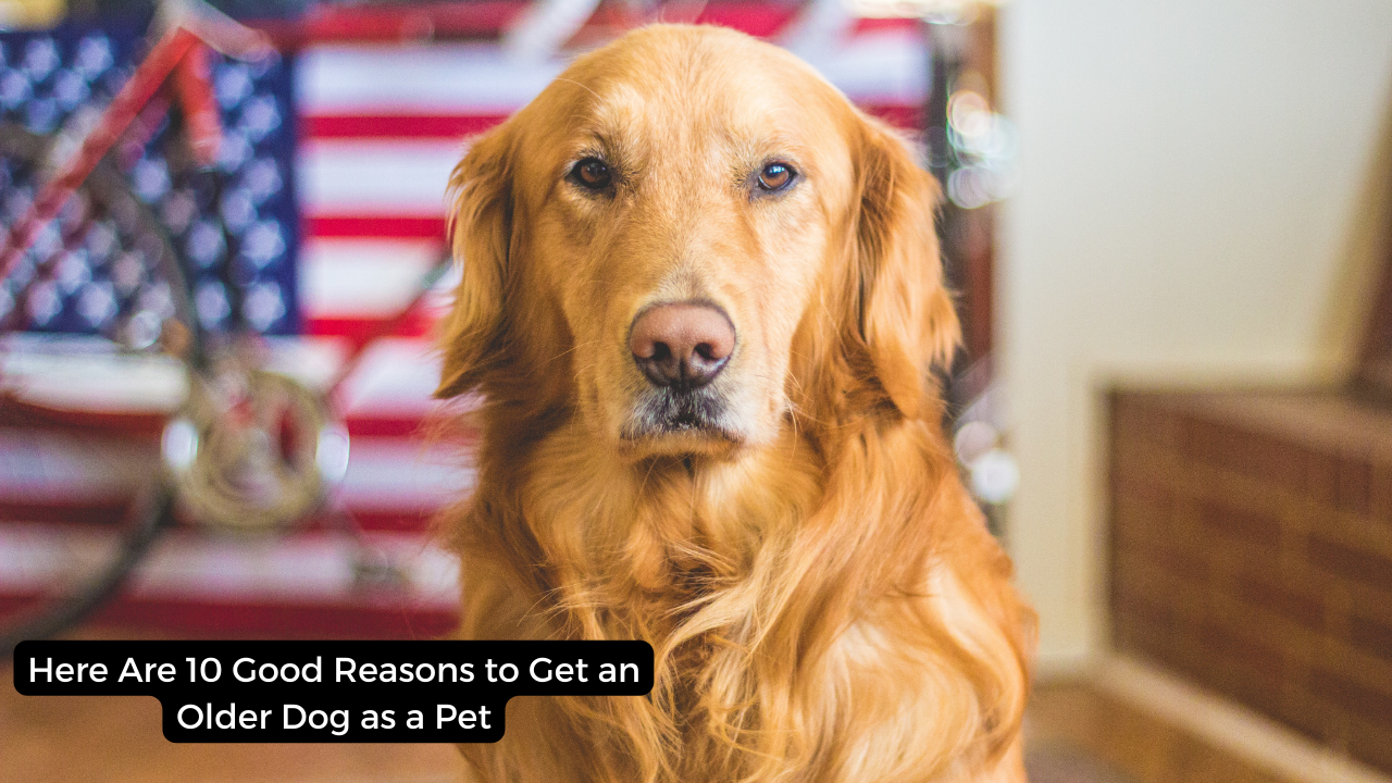 Here Are 10 Good Reasons to Get an Older Dog as a Pet