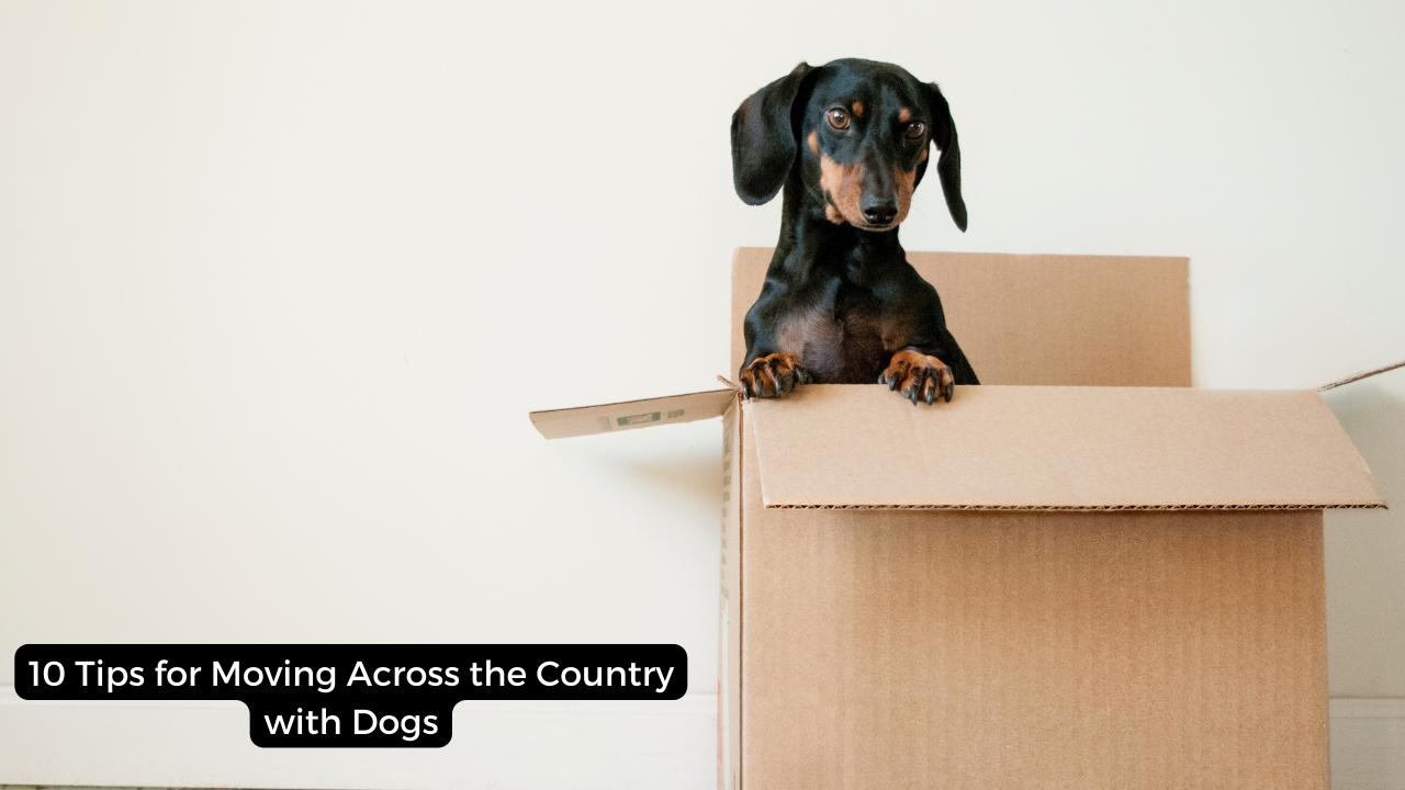 10 Tips for Moving Across the Country with Dogs