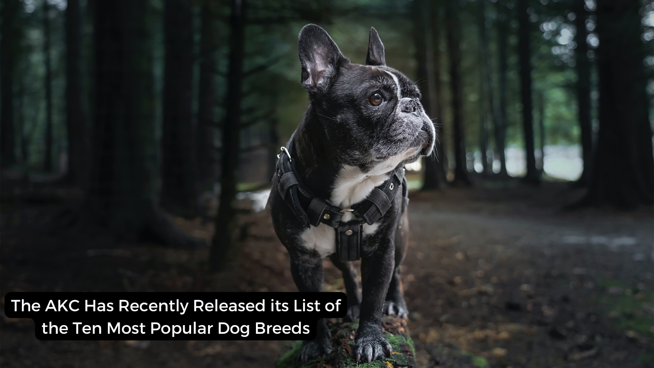 The AKC Has Recently Released its List of the Ten Most Popular Dog Breeds