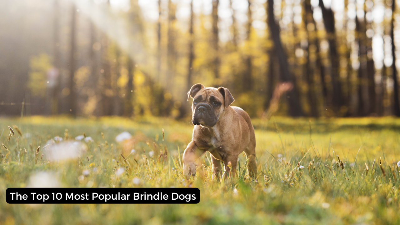 The Top 10 Most Popular Brindle Dogs