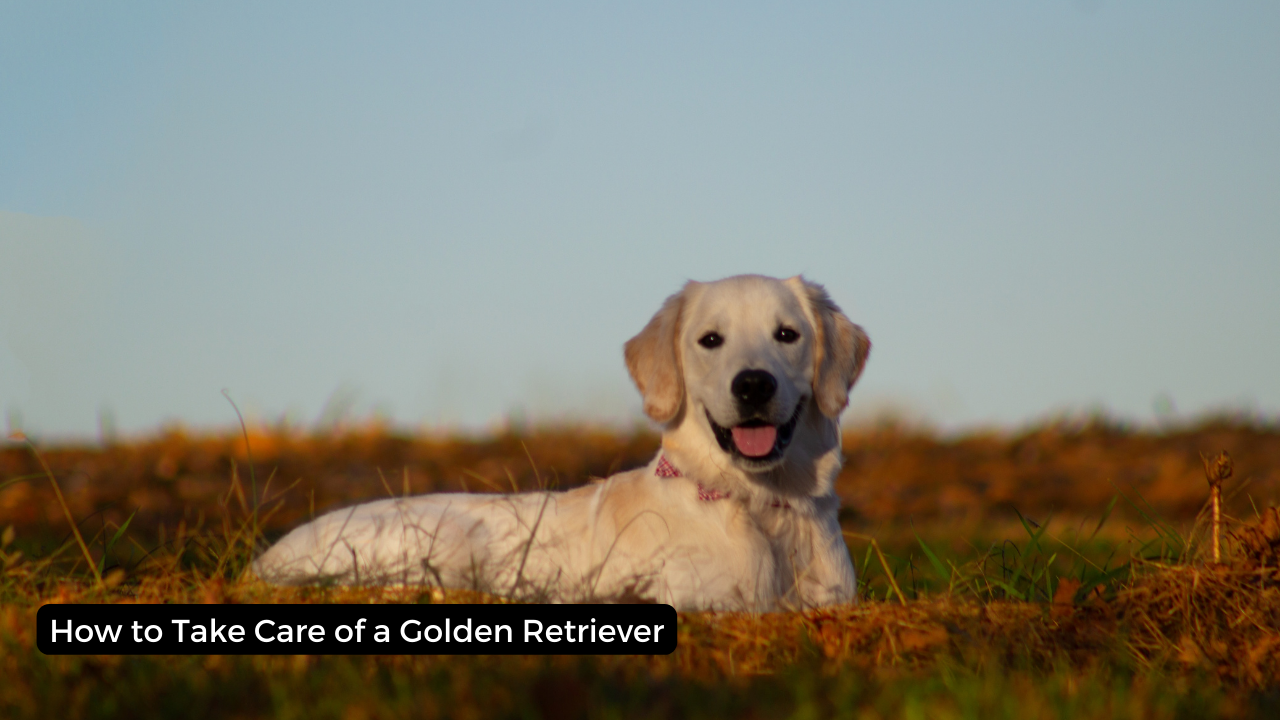 How to Take Care of a Golden Retriever