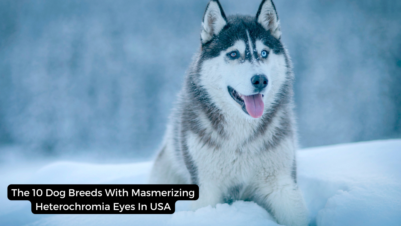 The 10 Dog Breeds With Masmerizing Heterochromia Eyes In USA