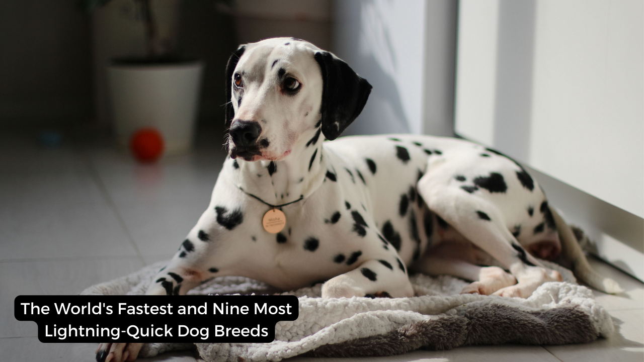 The World's Fastest and Nine Most Lightning-Quick Dog Breeds