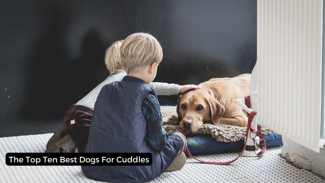 The Top Ten Best Dogs For Cuddles