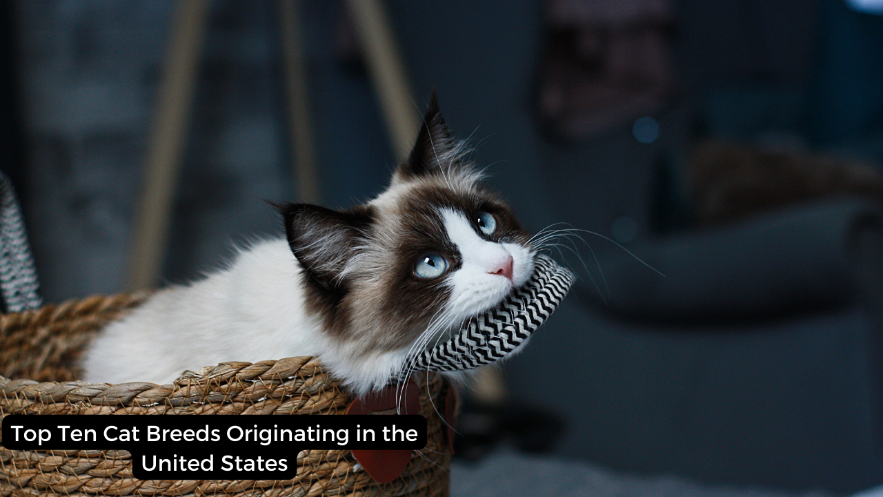 Top Ten Cat Breeds Originating in the United States