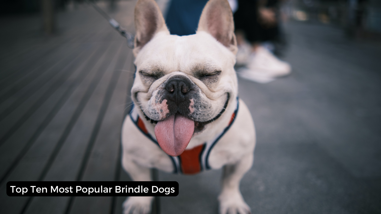 Top 10 Most Popular Brindle Dogs