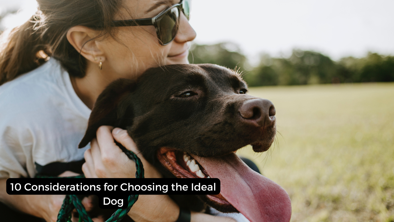 10 Considerations for Choosing the Ideal Dog