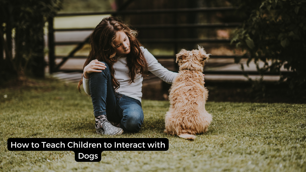 How to Teach Children to Interact with Dogs