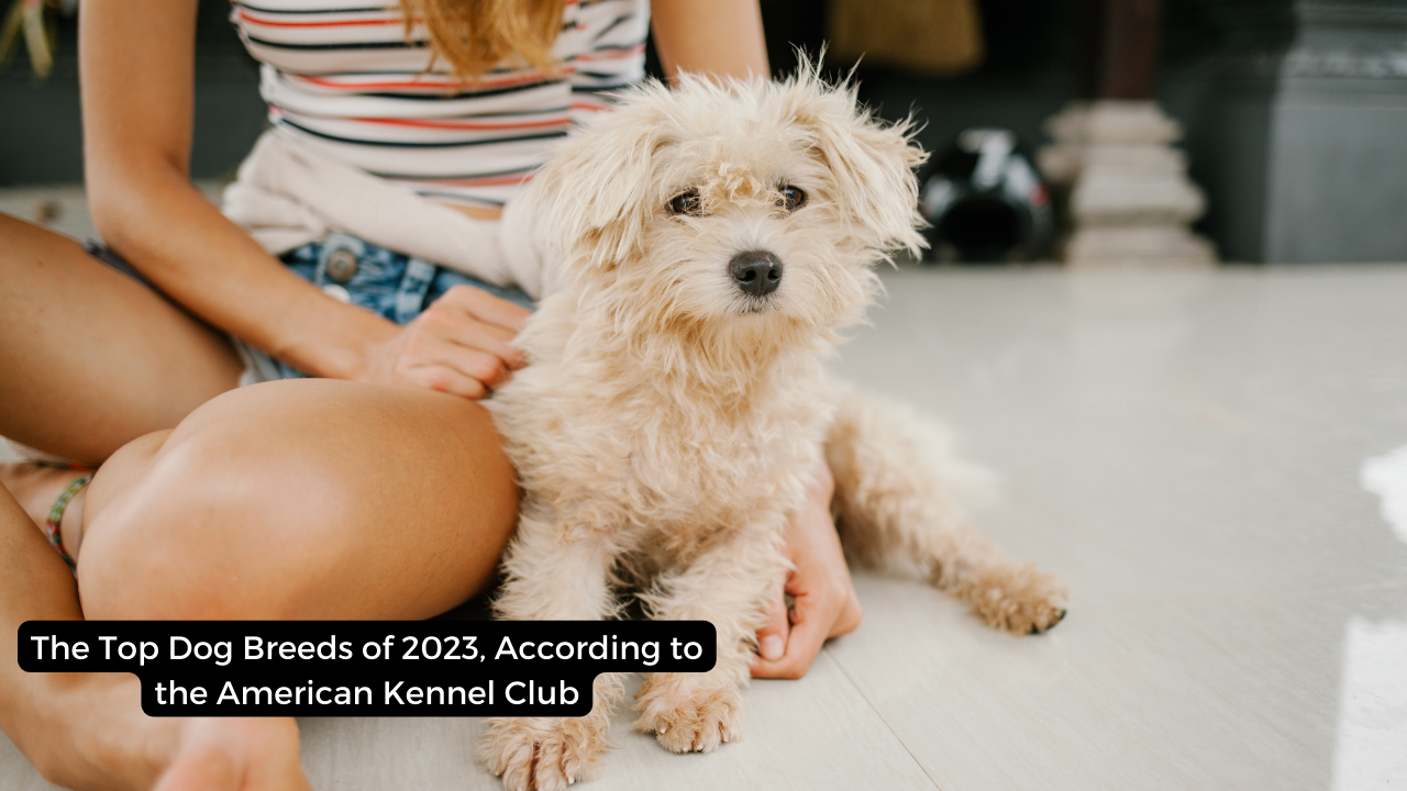 The Top Dog Breeds of 2023, According to the American Kennel Club