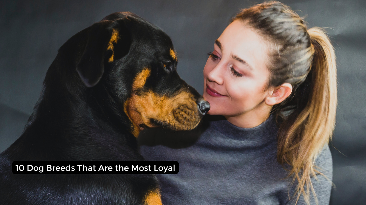 10 Dog Breeds That Are the Most Loyal