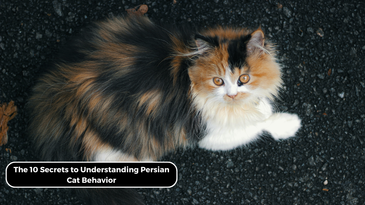 The 10 Secrets to Understanding Persian Cat Behavior